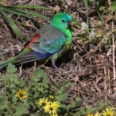 Psephotus haematonotus (Red-rumped Parrot) at Wodonga - 26 Sep 2020 by Kyliegw