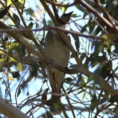 Philemon corniculatus (Noisy Friarbird) at Wodonga - 26 Sep 2020 by Kyliegw