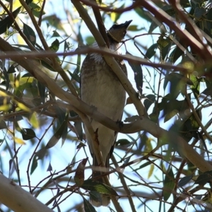 Philemon corniculatus at West Wodonga, VIC - 27 Sep 2020 09:40 AM