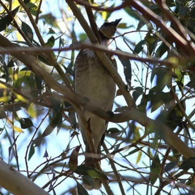 Philemon corniculatus (Noisy Friarbird) at Wodonga - 26 Sep 2020 by Kyliegw