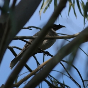 Philemon corniculatus at West Wodonga, VIC - 27 Sep 2020 09:40 AM