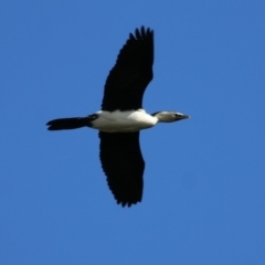 Microcarbo melanoleucos (Little Pied Cormorant) at West Wodonga, VIC - 26 Sep 2020 by Kyliegw