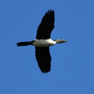 Microcarbo melanoleucos at West Wodonga, VIC - 27 Sep 2020