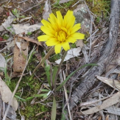 Microseris walteri (Yam Daisy, Murnong) at Tuggeranong Hill - 26 Sep 2020 by Owen