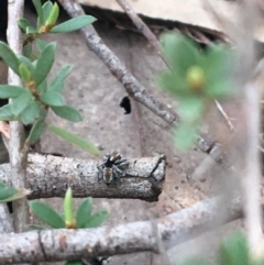 Maratus calcitrans (Kicking peacock spider) at Dryandra St Woodland - 27 Sep 2020 by Ned_Johnston