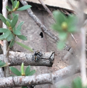 Maratus calcitrans at O'Connor, ACT - suppressed