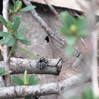 Maratus calcitrans (Kicking peacock spider) at O'Connor, ACT - 27 Sep 2020 by NedJohnston