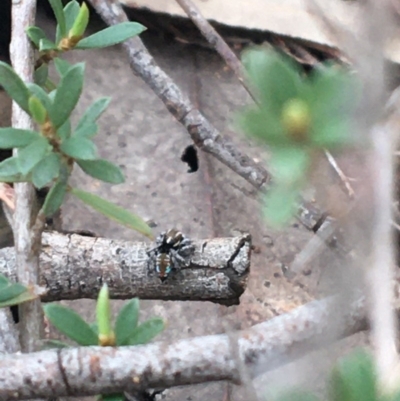 Maratus calcitrans (Kicking peacock spider) at Dryandra St Woodland - 27 Sep 2020 by Ned_Johnston