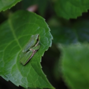 Litoria fallax at Moruya, NSW - suppressed