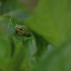 Litoria fallax at Moruya, NSW - suppressed