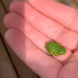 Litoria fallax at Moruya, NSW - suppressed