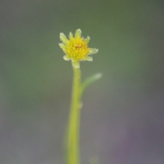 Unidentified Daisy at Deakin, ACT - 27 Sep 2020 by LisaH