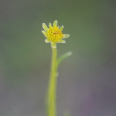 Unverified Daisy at Deakin, ACT - 27 Sep 2020 by LisaH