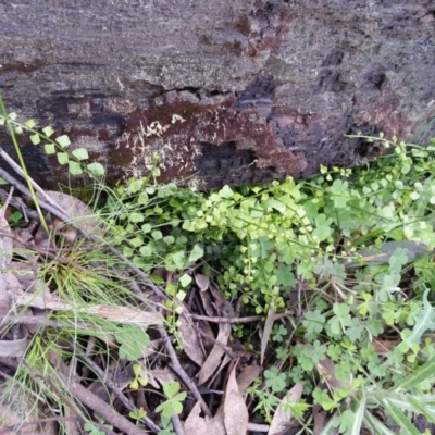 Asplenium flabellifolium (Necklace Fern) at Mount Ainslie - 26 Sep 2020 by SilkeSma
