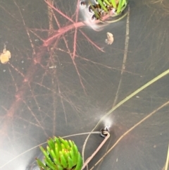 Myriophyllum variifolium (Varied Water-milfoil) at Wollogorang, NSW - 24 Sep 2020 by JaneR