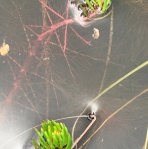 Myriophyllum variifolium at Wollogorang, NSW - 24 Sep 2020