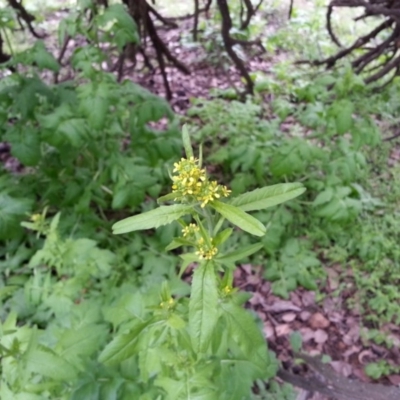 Barbarea verna (Wintercress, American Cress) at Majura, ACT - 27 Sep 2020 by SilkeSma