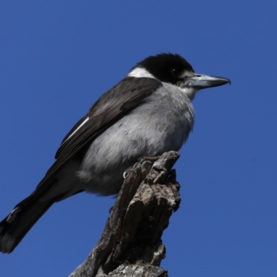 Cracticus torquatus (Grey Butcherbird) at Hackett, ACT - 24 Sep 2020 by jb2602