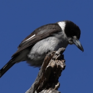 Cracticus torquatus at Hackett, ACT - 24 Sep 2020