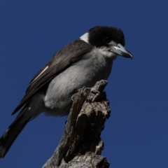 Cracticus torquatus at Hackett, ACT - 24 Sep 2020