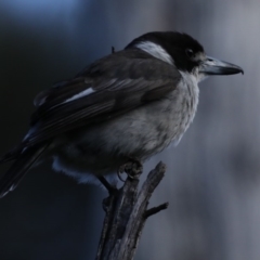 Cracticus torquatus at Hackett, ACT - 24 Sep 2020