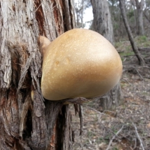 Laetiporus portentosus at Majura, ACT - 27 Sep 2020