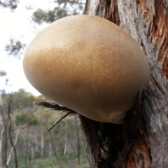 Laetiporus portentosus at Majura, ACT - 27 Sep 2020 09:46 AM