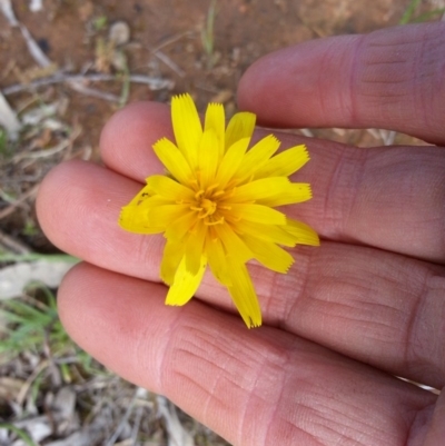 Microseris walteri (Yam Daisy, Murnong) at Campbell, ACT - 27 Sep 2020 by SilkeSma