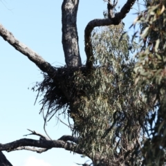 Aquila audax (Wedge-tailed Eagle) at Majura, ACT - 24 Sep 2020 by jb2602