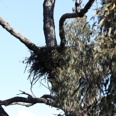 Aquila audax (Wedge-tailed Eagle) at Mount Ainslie - 24 Sep 2020 by jbromilow50