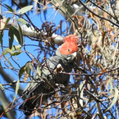 Callocephalon fimbriatum (Gang-gang Cockatoo) at Cotter River, ACT - 26 Sep 2020 by MatthewFrawley