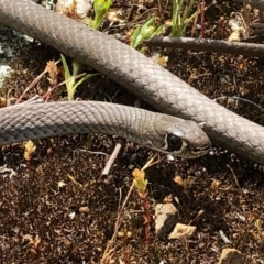 Demansia psammophis (Yellow-faced Whipsnake) at Nail Can Hill - 26 Sep 2020 by Damian Michael