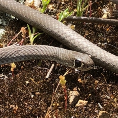 Demansia psammophis (Yellow-faced Whipsnake) at Albury - 26 Sep 2020 by DamianMichael