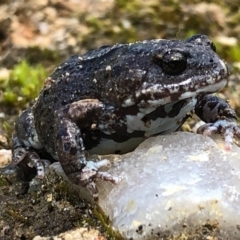 Pseudophryne bibronii (Brown Toadlet) at Nail Can Hill - 26 Sep 2020 by Damian Michael