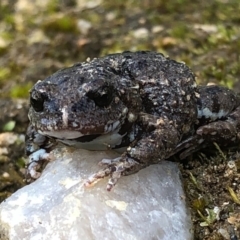 Pseudophryne bibronii at Albury - 26 Sep 2020