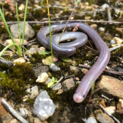 Anilios proximus (Woodland Blind Snake) at Glenroy, NSW - 26 Sep 2020 by DamianMichael