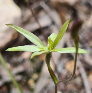 Caladenia sp. at Denman Prospect, ACT - 27 Sep 2020