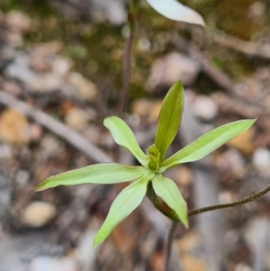 Caladenia sp. at Denman Prospect, ACT - 27 Sep 2020