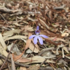 Cyanicula caerulea (Blue Fingers, Blue Fairies) at Black Mountain - 26 Sep 2020 by Liam.m