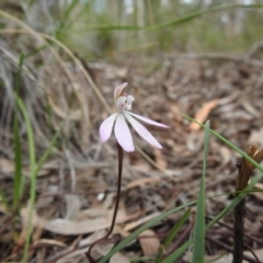 Caladenia fuscata (Dusky Fingers) at Downer, ACT - 27 Sep 2020 by Liam.m