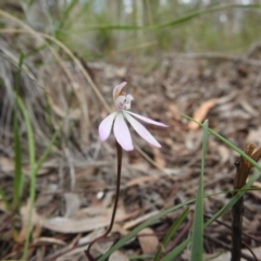 Caladenia fuscata (Dusky Fingers) at Black Mountain - 27 Sep 2020 by Liam.m