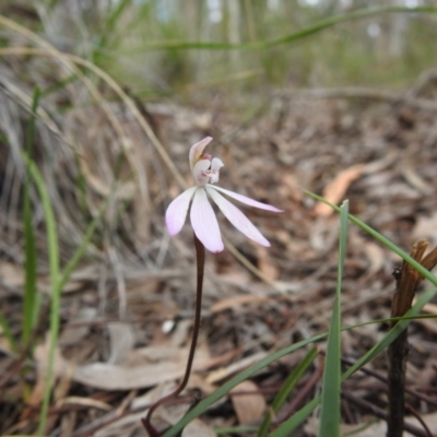 Caladenia fuscata (Dusky Fingers) at Black Mountain - 27 Sep 2020 by Liam.m