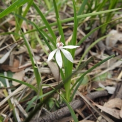 Caladenia fuscata at Downer, ACT - 27 Sep 2020