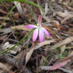 Caladenia fuscata at Downer, ACT - 27 Sep 2020