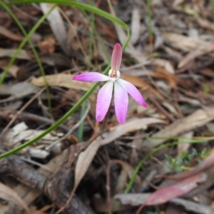 Caladenia fuscata at Downer, ACT - 27 Sep 2020