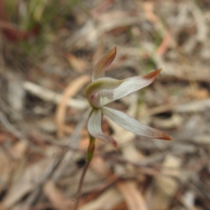 Caladenia ustulata at Downer, ACT - suppressed