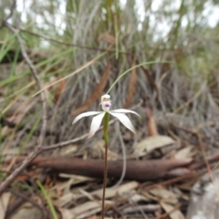 Caladenia ustulata (Brown Caps) at Bruce, ACT - 27 Sep 2020 by Liam.m