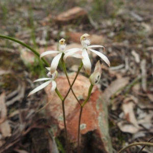 Caladenia ustulata at Downer, ACT - 27 Sep 2020