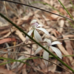 Caladenia ustulata (Brown Caps) at Black Mountain - 27 Sep 2020 by Liam.m