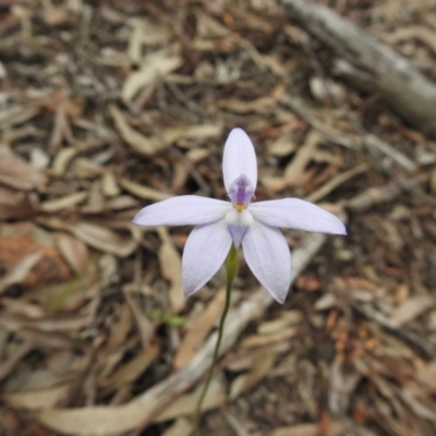Glossodia major (Wax Lip Orchid) at Black Mountain - 27 Sep 2020 by Liam.m